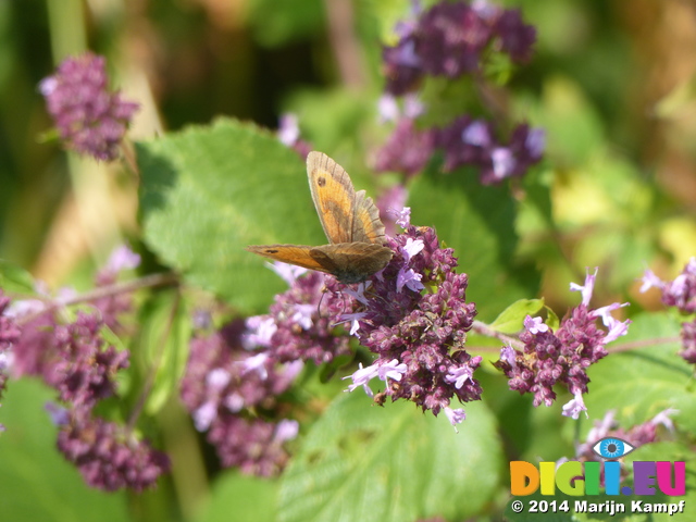 FZ006812 Gatekeeper butterfly (Maniola tithonius)